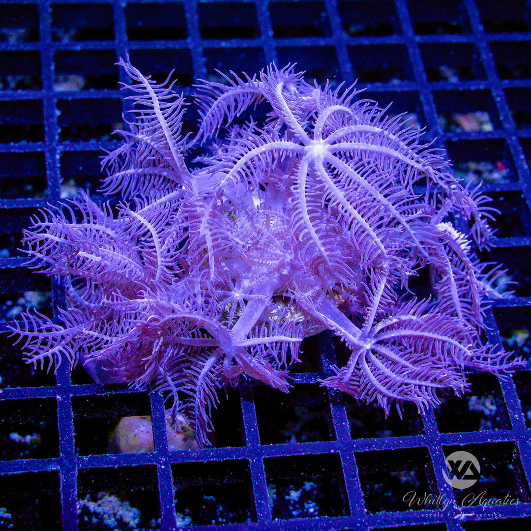 Anthelia Coral Care Guide – Care, Feeding & Lighting Tips