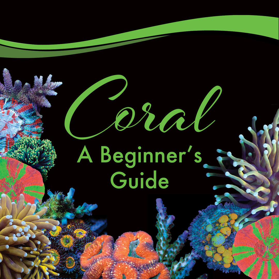 Beginner’s Guide to Corals