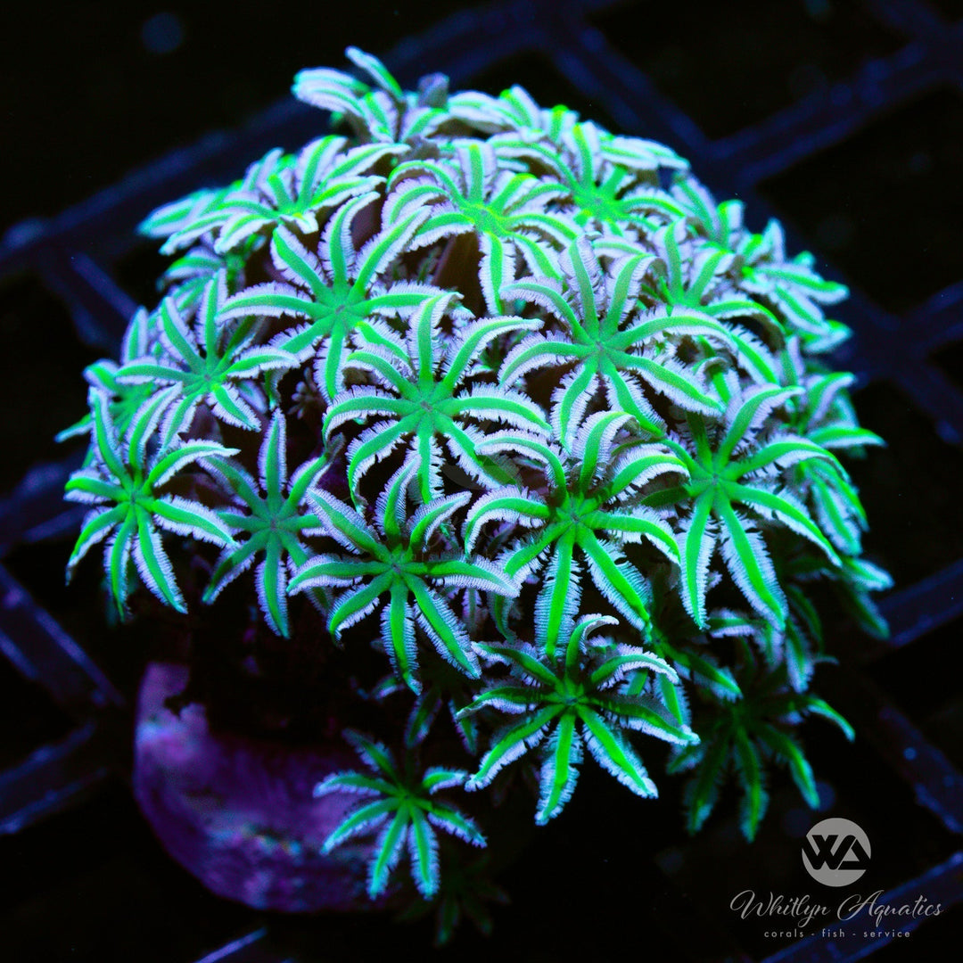 Pipe Organ Coral Care Guide – Care, Feeding & Lighting Tips