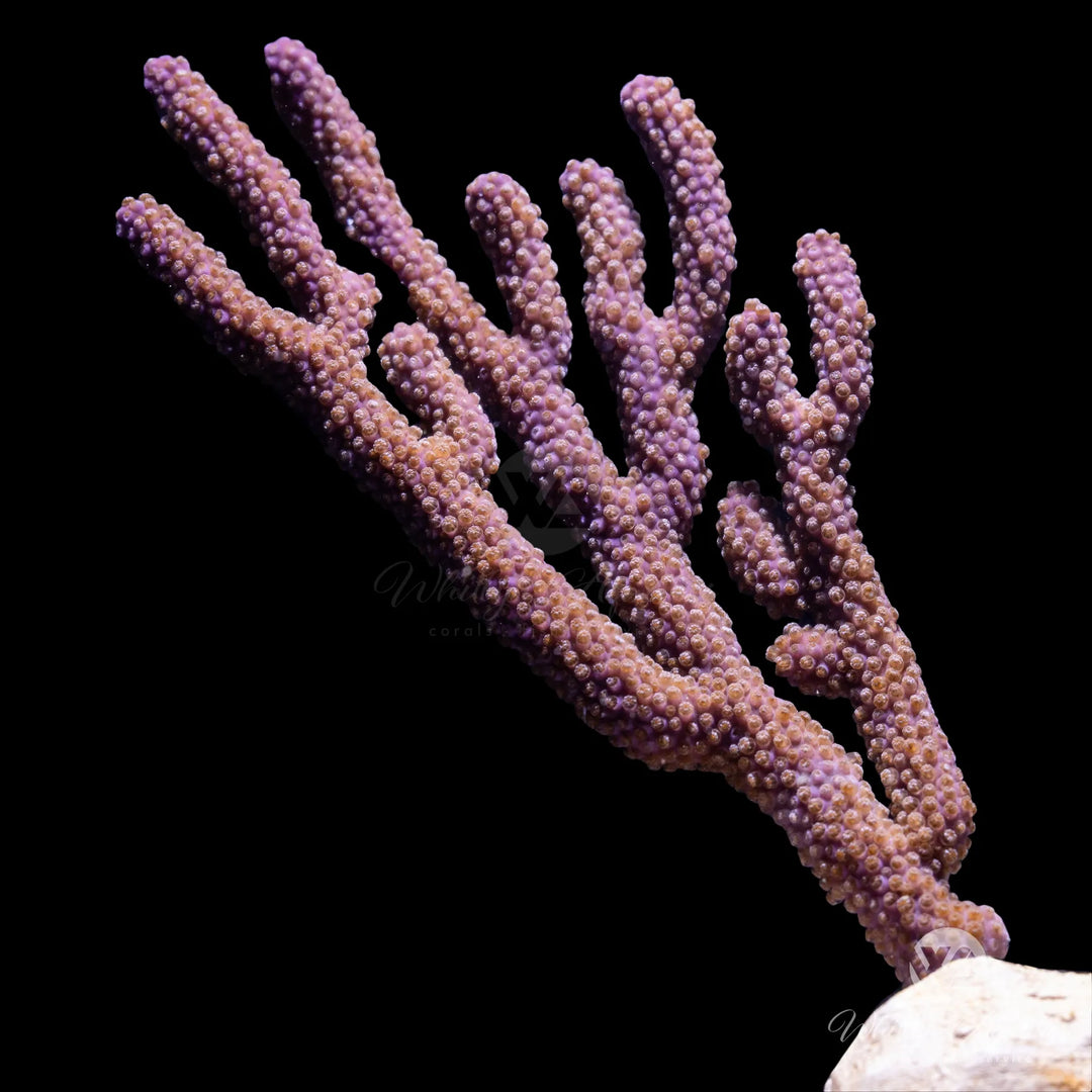Gorgonian Coral Care Guide – Care, Feeding & Lighting Tips