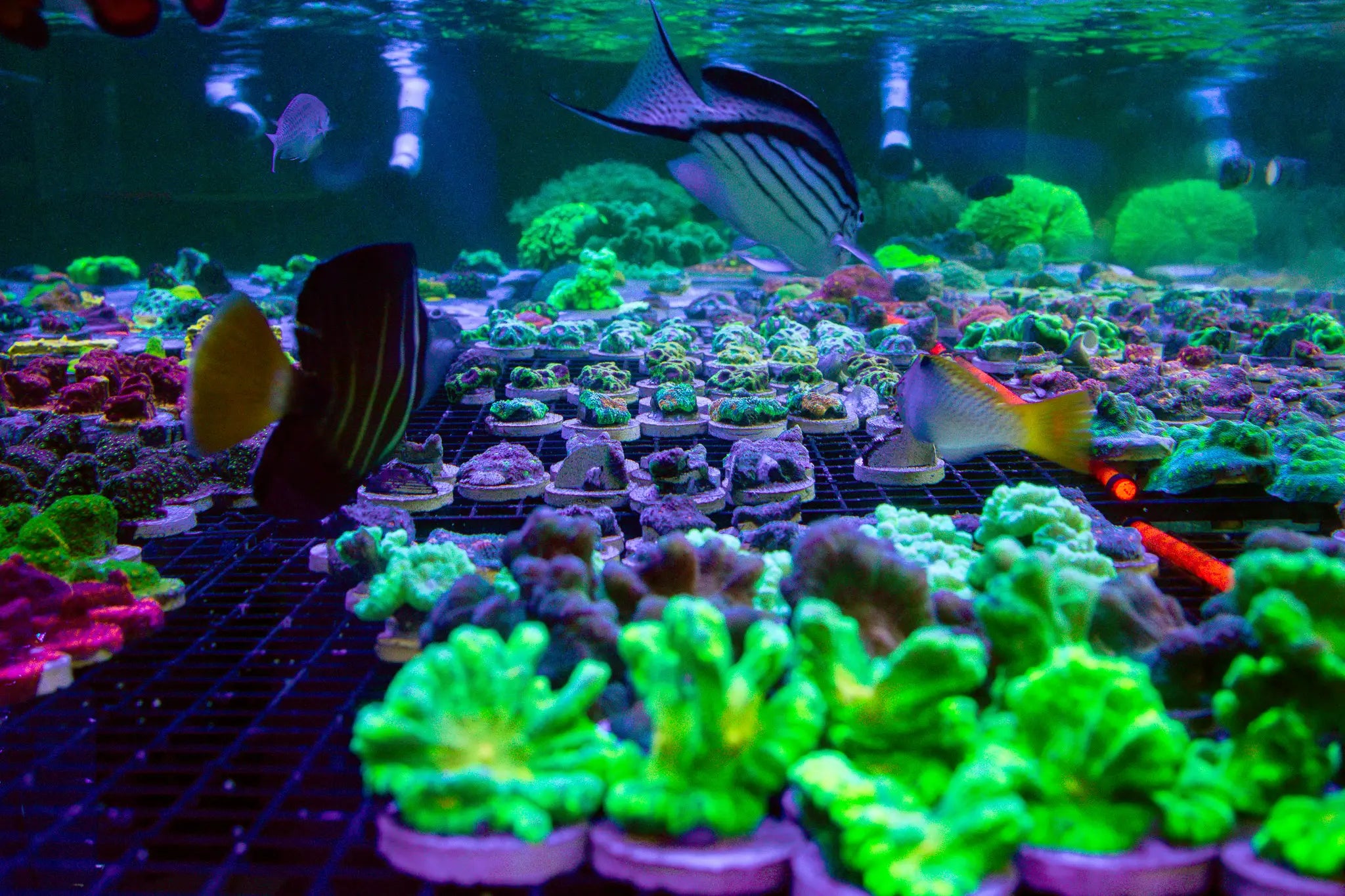 Aquacultured Corals