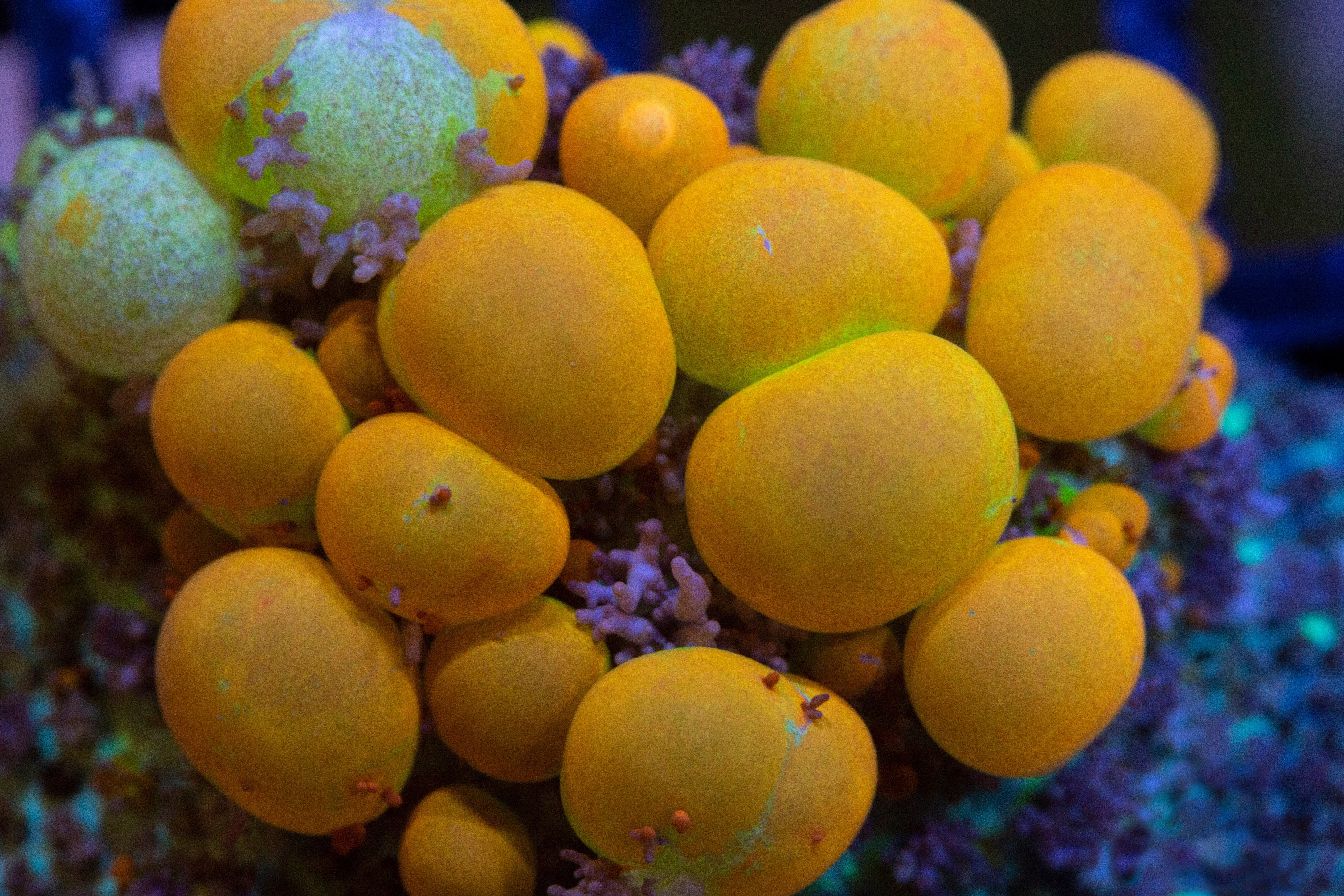 Soft Corals