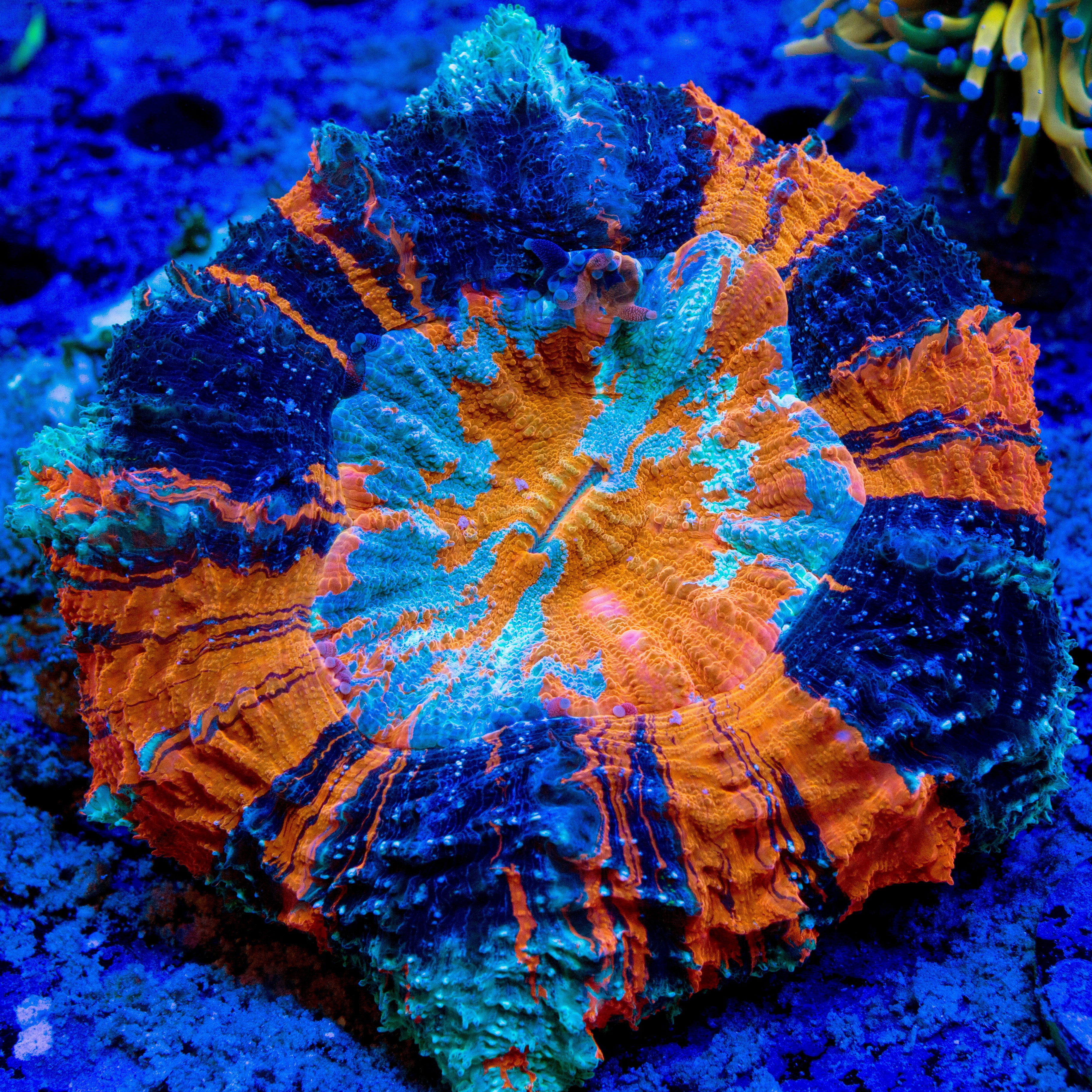 WYSIWYG Corals