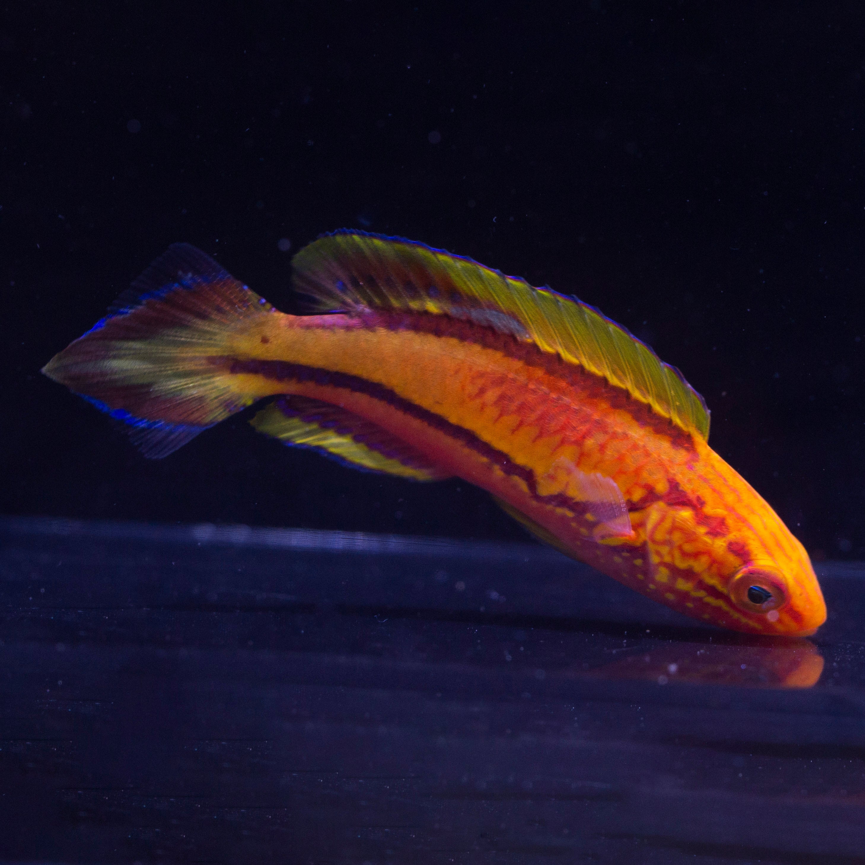 Wrasse Whitlyn Aquatics wrasse-whitlyn-aquatics