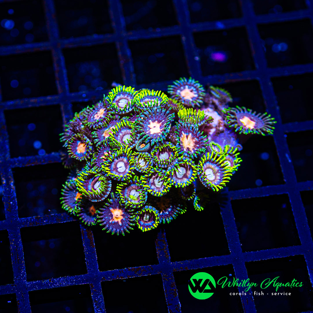 Coralꪔ̤̫ WWC Green Flash Leptoseris