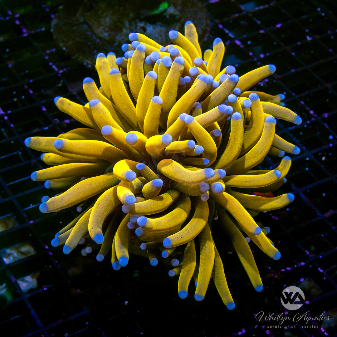 24k Torch Coral