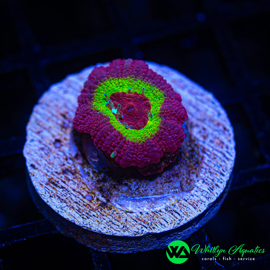 A29 - WA Ring Of Saturn Asian Acan - WYSIWYG – Whitlyn Aquatics