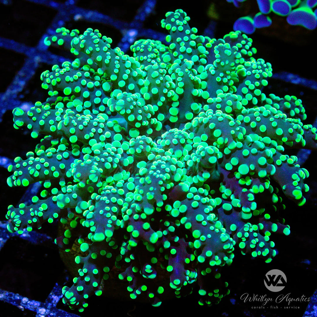 (A10) Neon Green Octospawn - WYSIWYG
