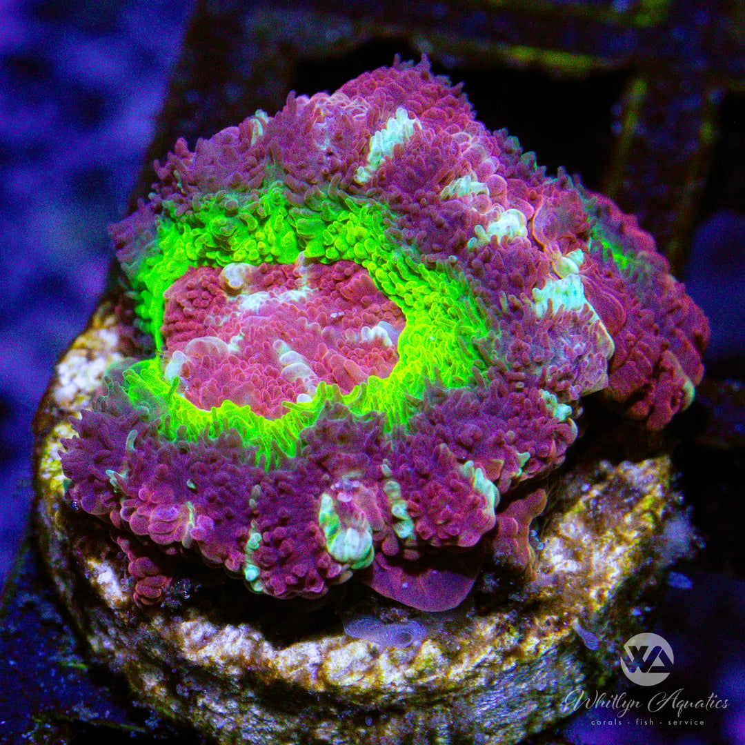 (A10) WA Code Red Asian Acan - WYSIWYG