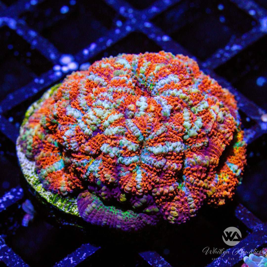 (A13) WA Mint Candy Acan - WYSIWYG