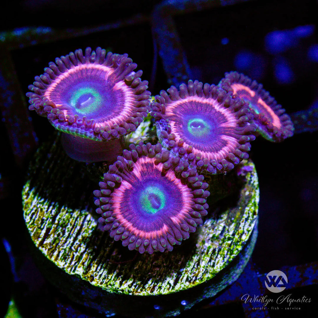 A15 - Pink Cat Eyes Zoa - WYSIWYG
