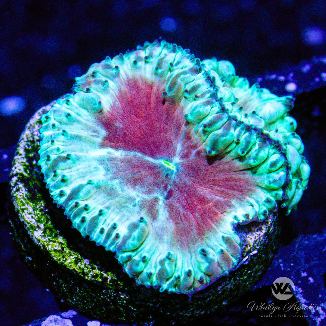 (A15) WA Chili Lime Blastomussa - WYSIWYG