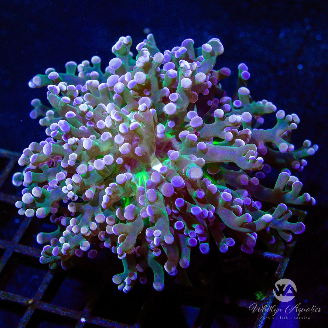 (A1) WA Midas Touch Frogspawn - WYSIWYG