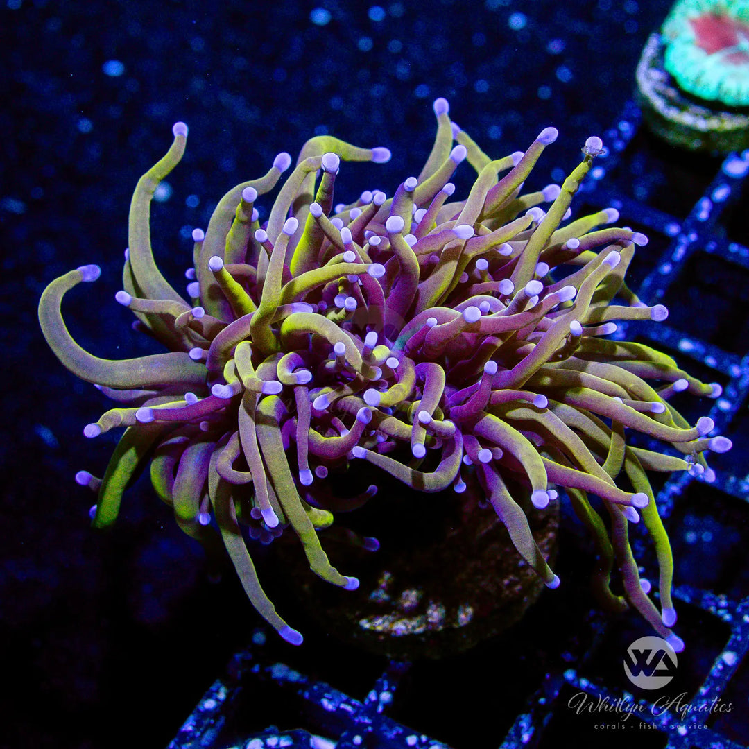 (A5) 24k Torch - WYSIWYG