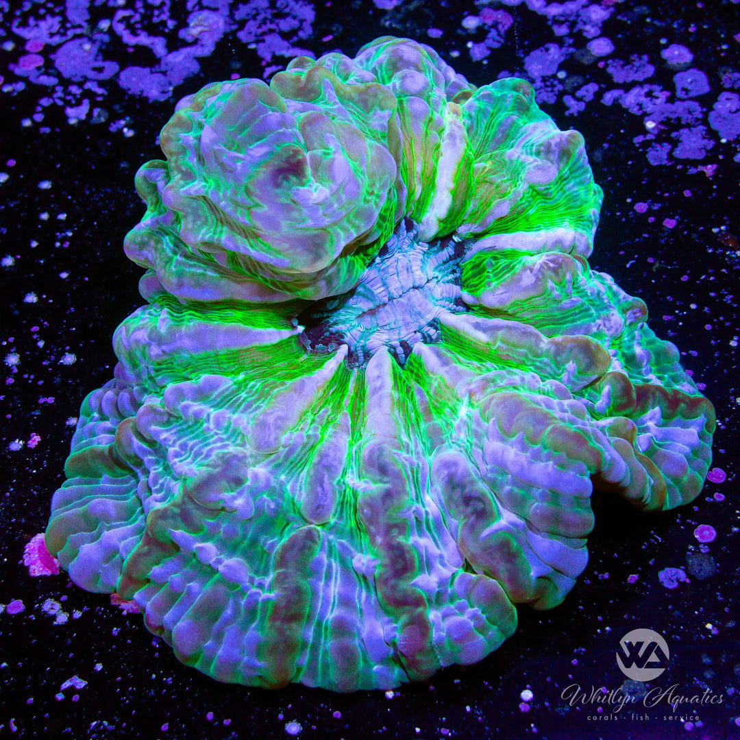 (A5) Emerald Cynerina (~5") - WYSIWYG