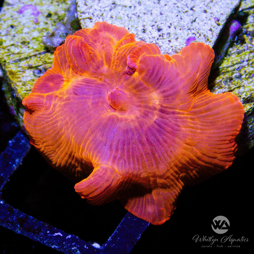 (A6) Ironman Mushroom - WYSIWYG