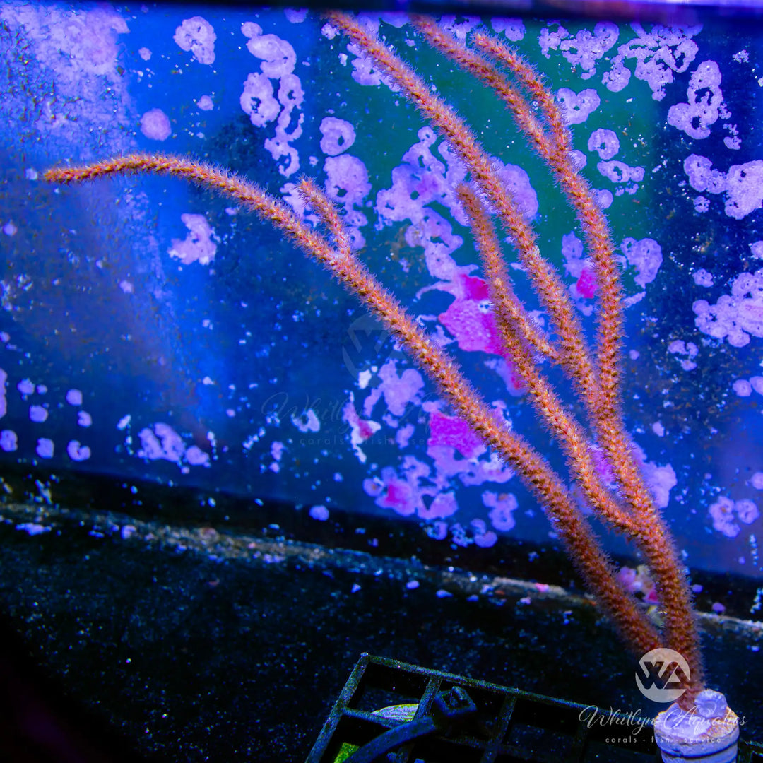(A6) XXL Gorgonian (~8") - WYSIWYG