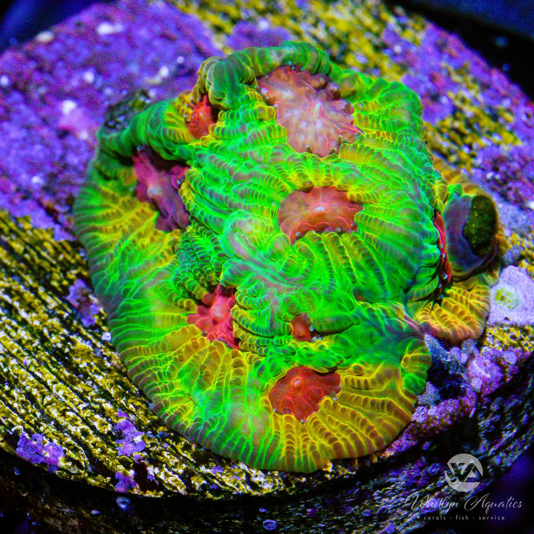 (A7) WA Fascination Favia - WYSIWYG