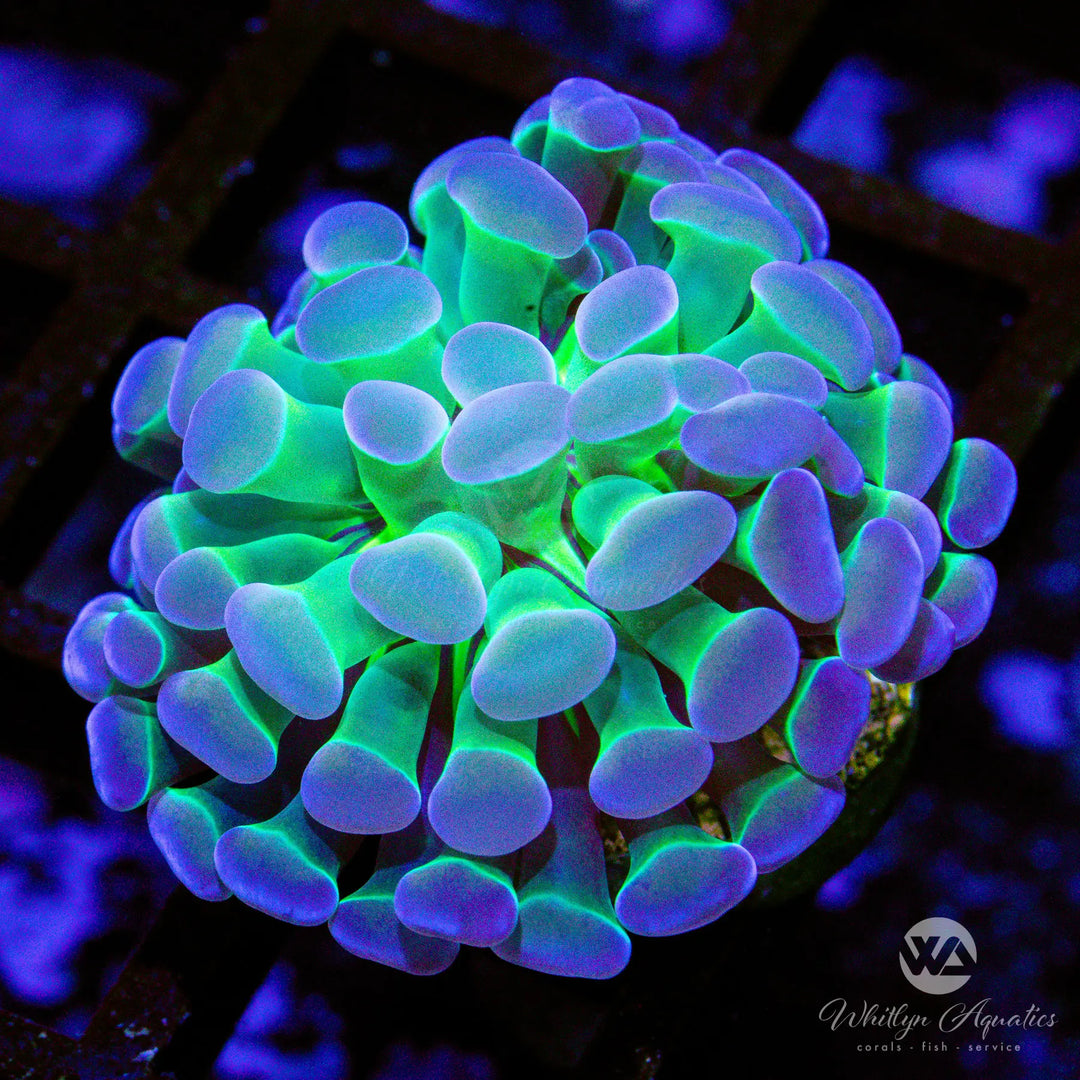 (A8) Hologram Branching Hammer - WYSIWYG