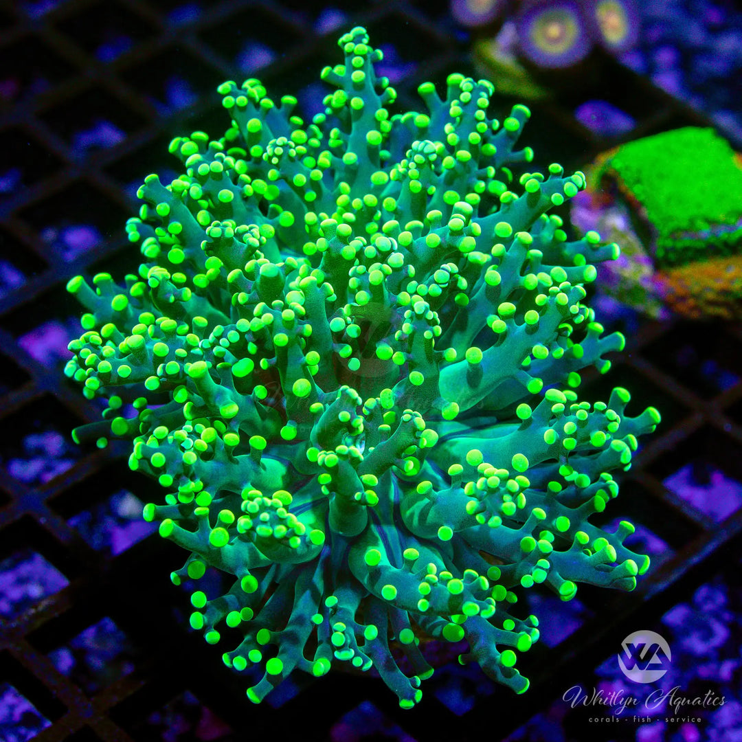 (B8) Neon Green Octospawn - WYSIWYG