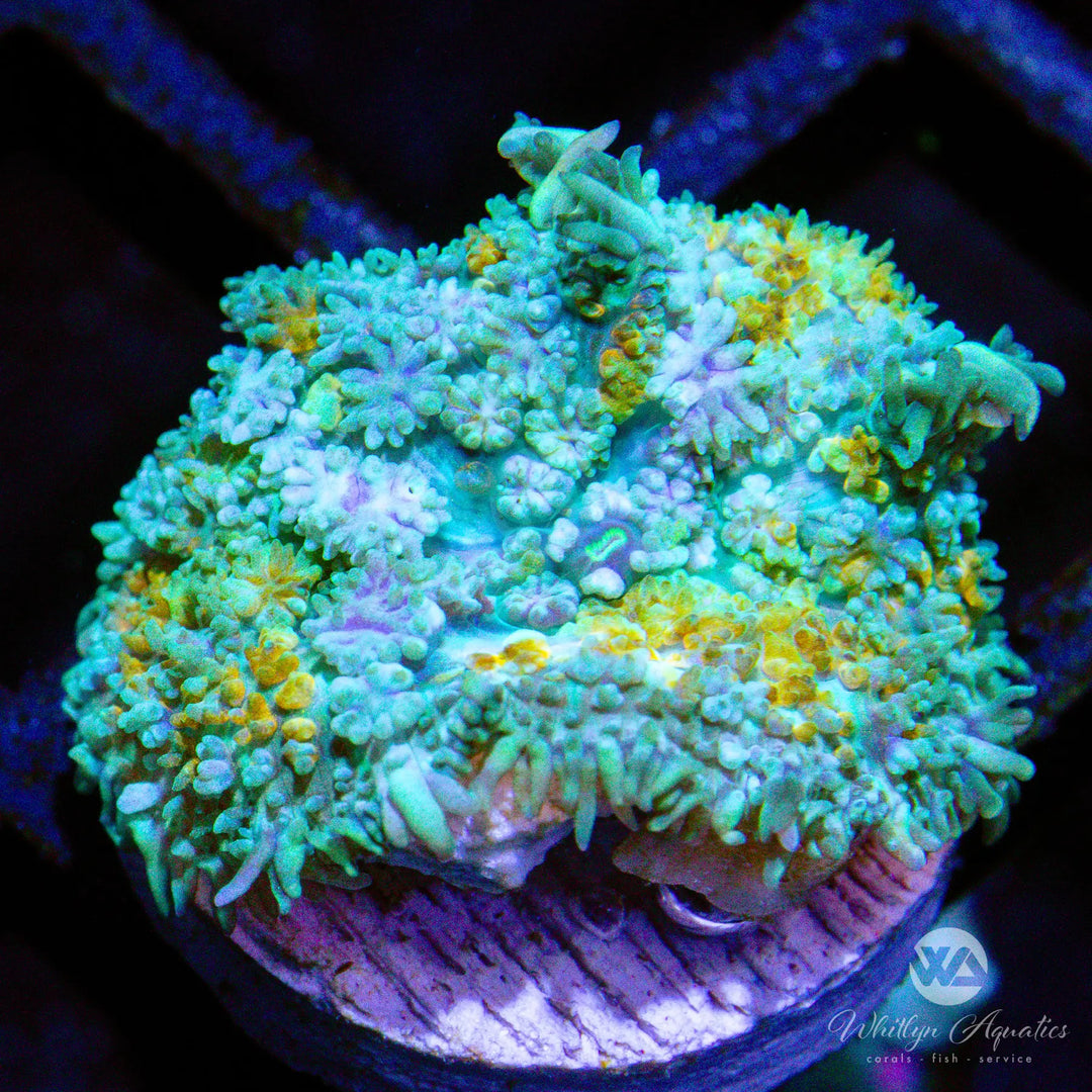 (A8) WA Calico Rhodactis - WYSIWYG