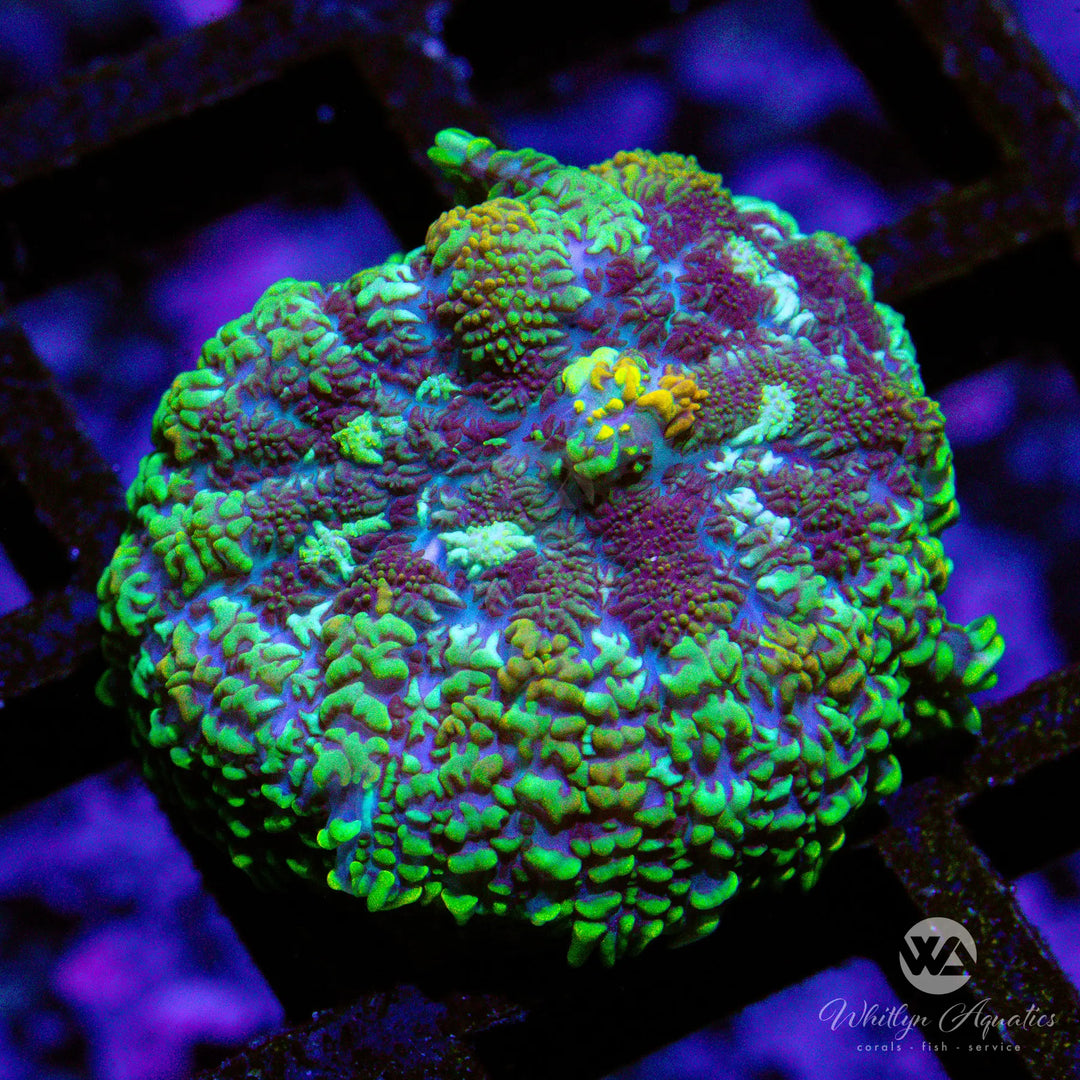 (A9) WA Walking Dead Rhodactis - WYSIWYG