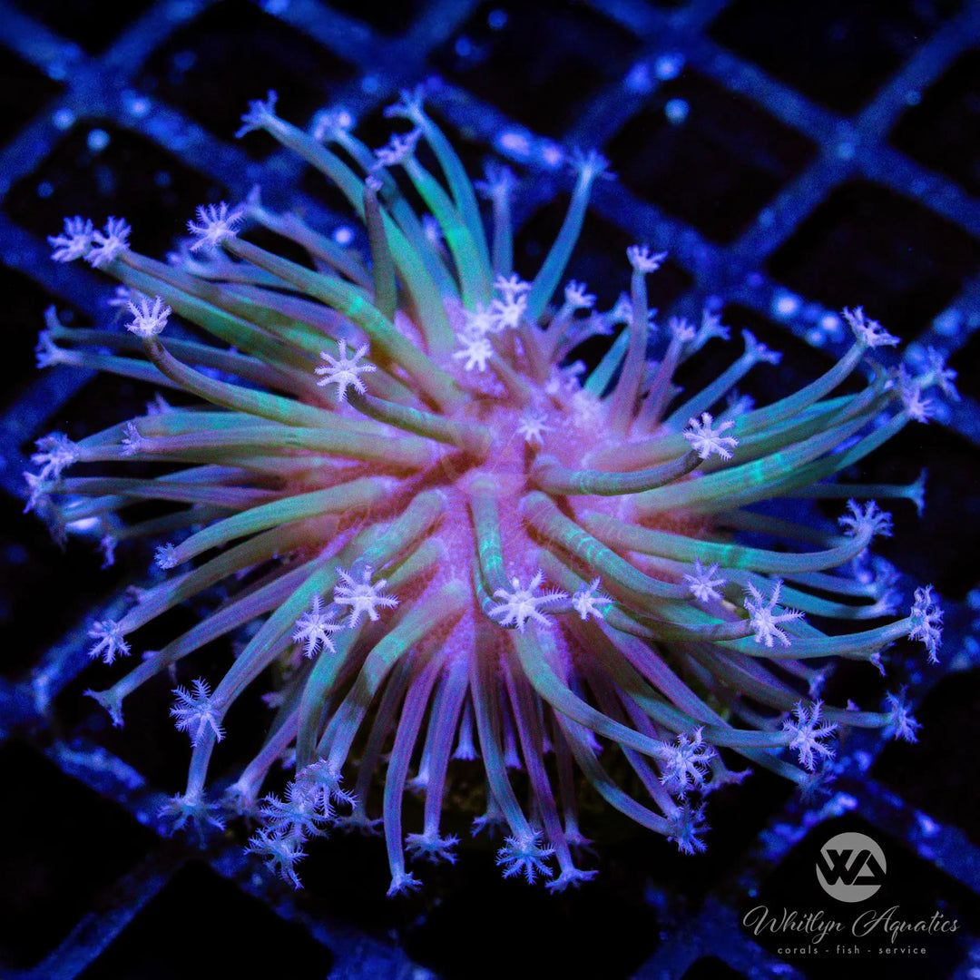 (A9) Weeping Willow Toadstool - WYSIWYG