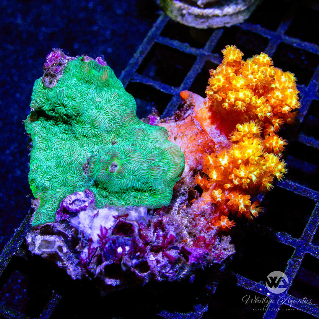 (AA1) Carnation Coral - Lepto Combo - WYSIWYG