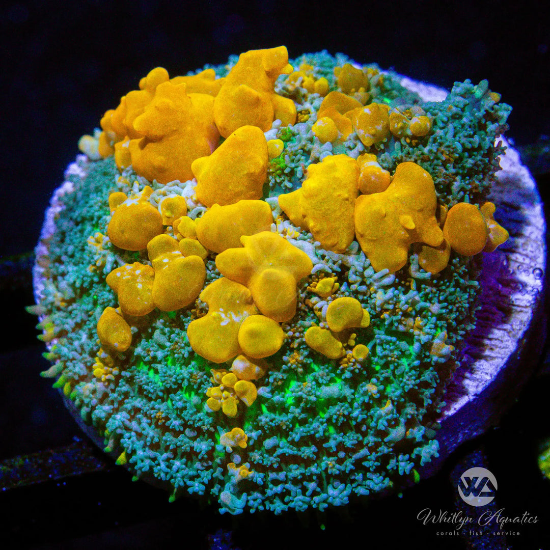 (AA1) Sunkist Bounce Mushroom - WYSIWYG