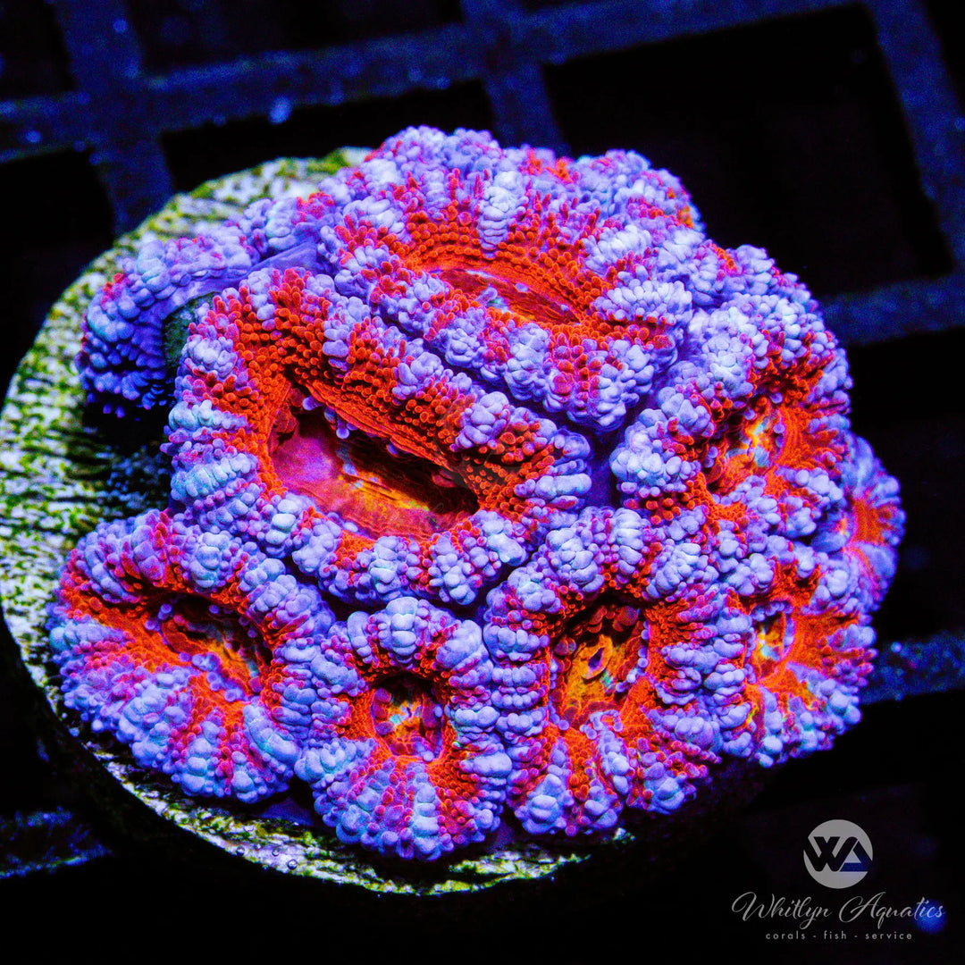 (AA1) WA Peppermint Acan - WYSIWYG