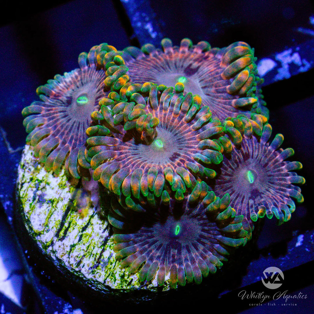 (AA2) XL Fairy Fart Zoa - WYSIWYG