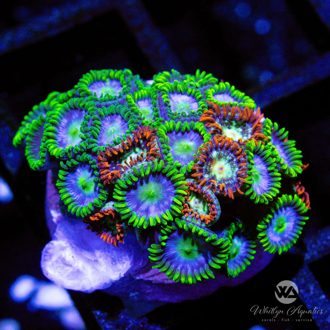(AB3) Zoa Combo - WYSIWYG