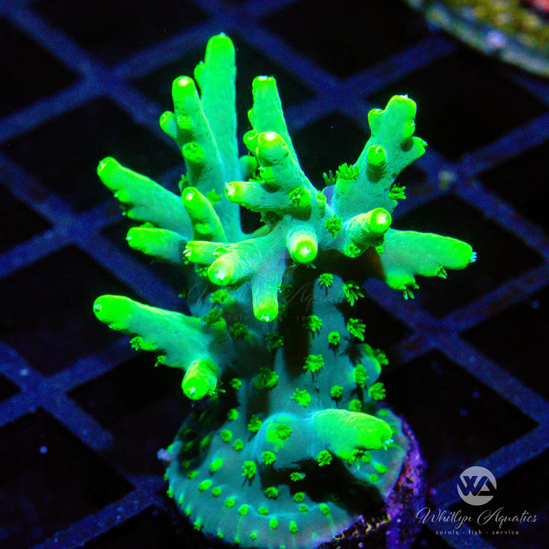 (AE1) WA Yoda Acro - WYSIWYG
