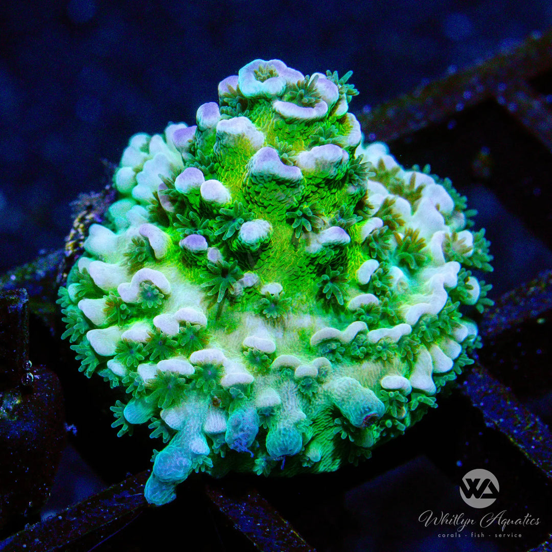 (AF3) WA Heartbreaker Acro - WYSIWYG