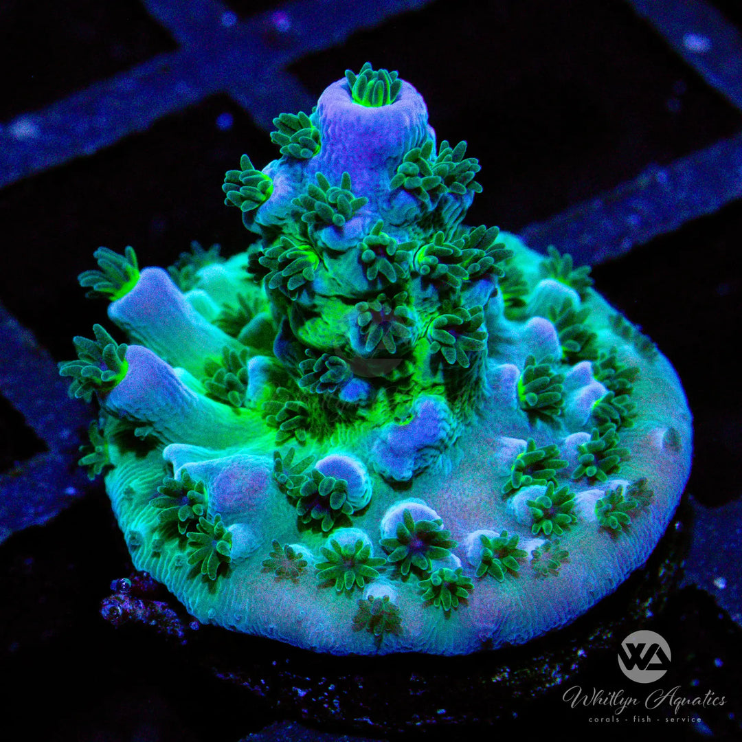 (AG4) Cali Tort Acro - WYSIWYG