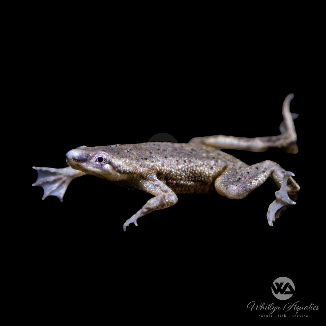 African Dwarf Frog - Hymenochirus boettgeri