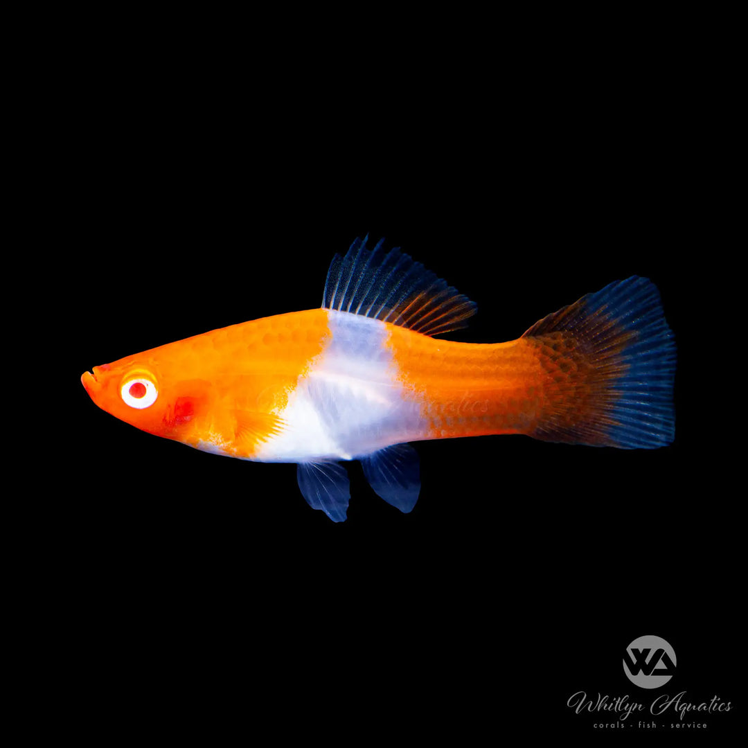 Albino Koi Kohaku Swordtail - Xiphophorus helleri
