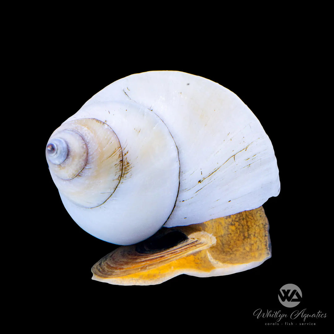 White Wizard Snail - Filopaludina Martensi