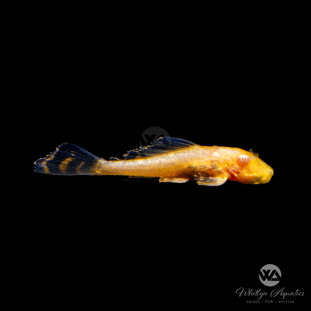 Albino Sailfin Pleco - Pterygoplichthys gibbiceps
