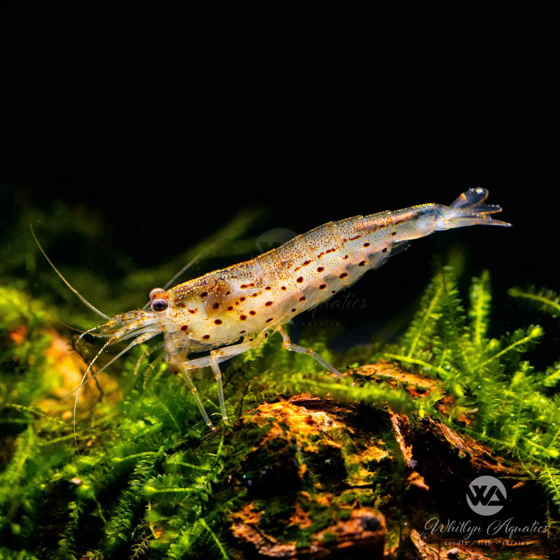 Amano Shrimp Caridina multidenata – Whitlyn Aquatics