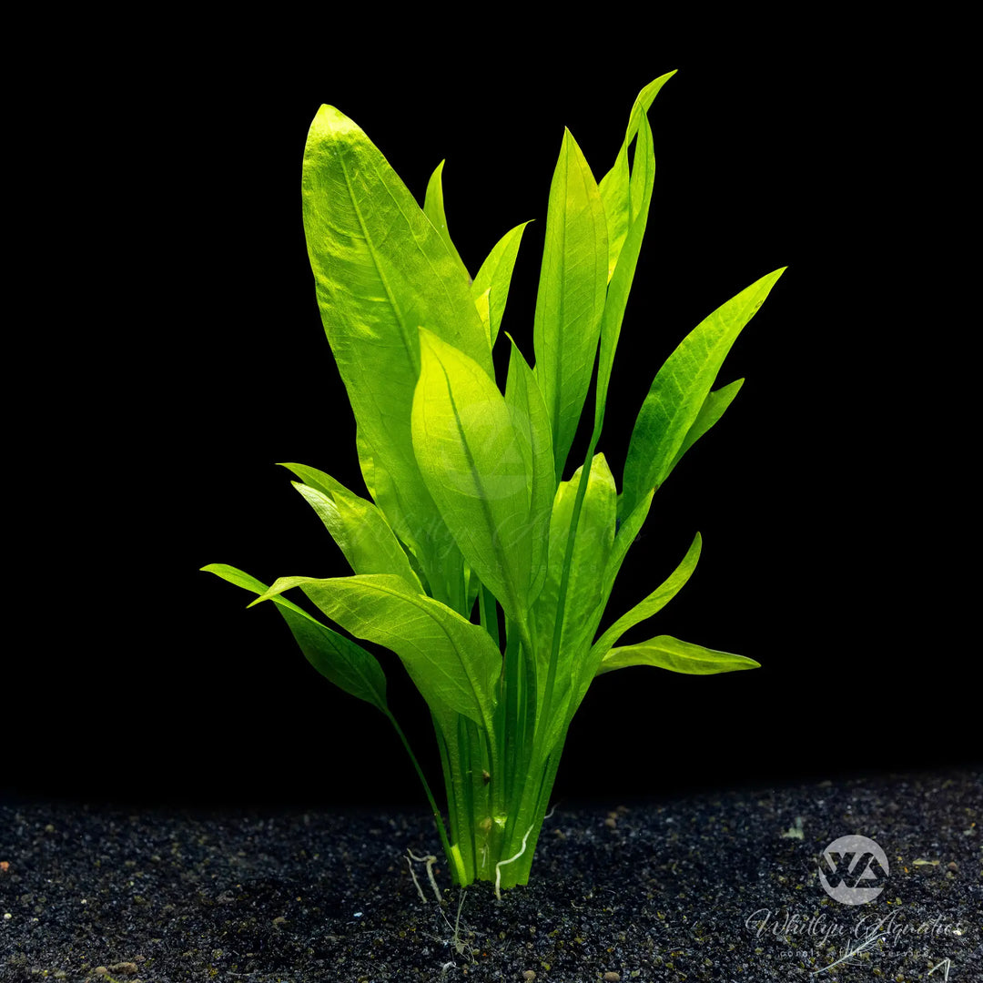 Amazon Sword - Echinodorus bleheri