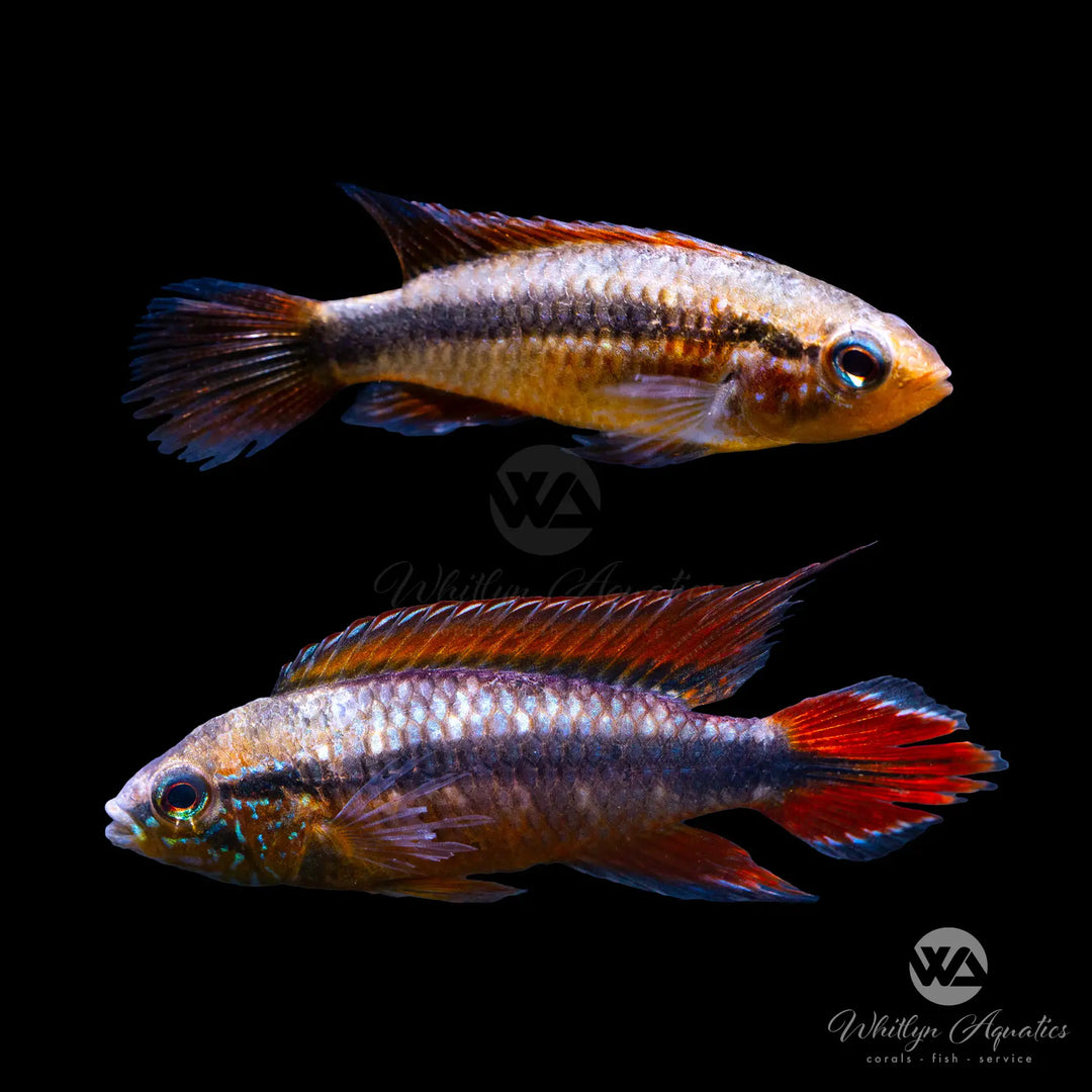 Double Red Apistogramma Agassizii