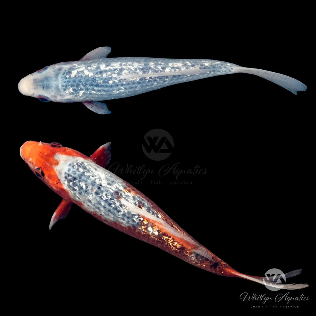 Asagi Koi - Cyprinus carpio