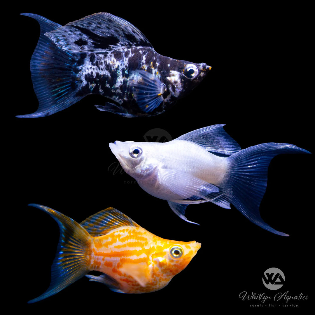 Assorted Balloon Lyretail Molly - Poecilia sphenops