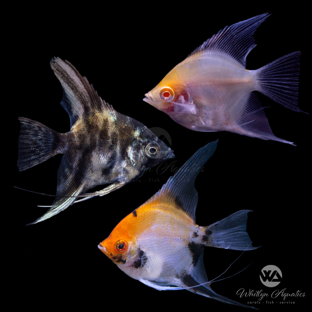 Assorted Angelfish - Pterophyllum scalare