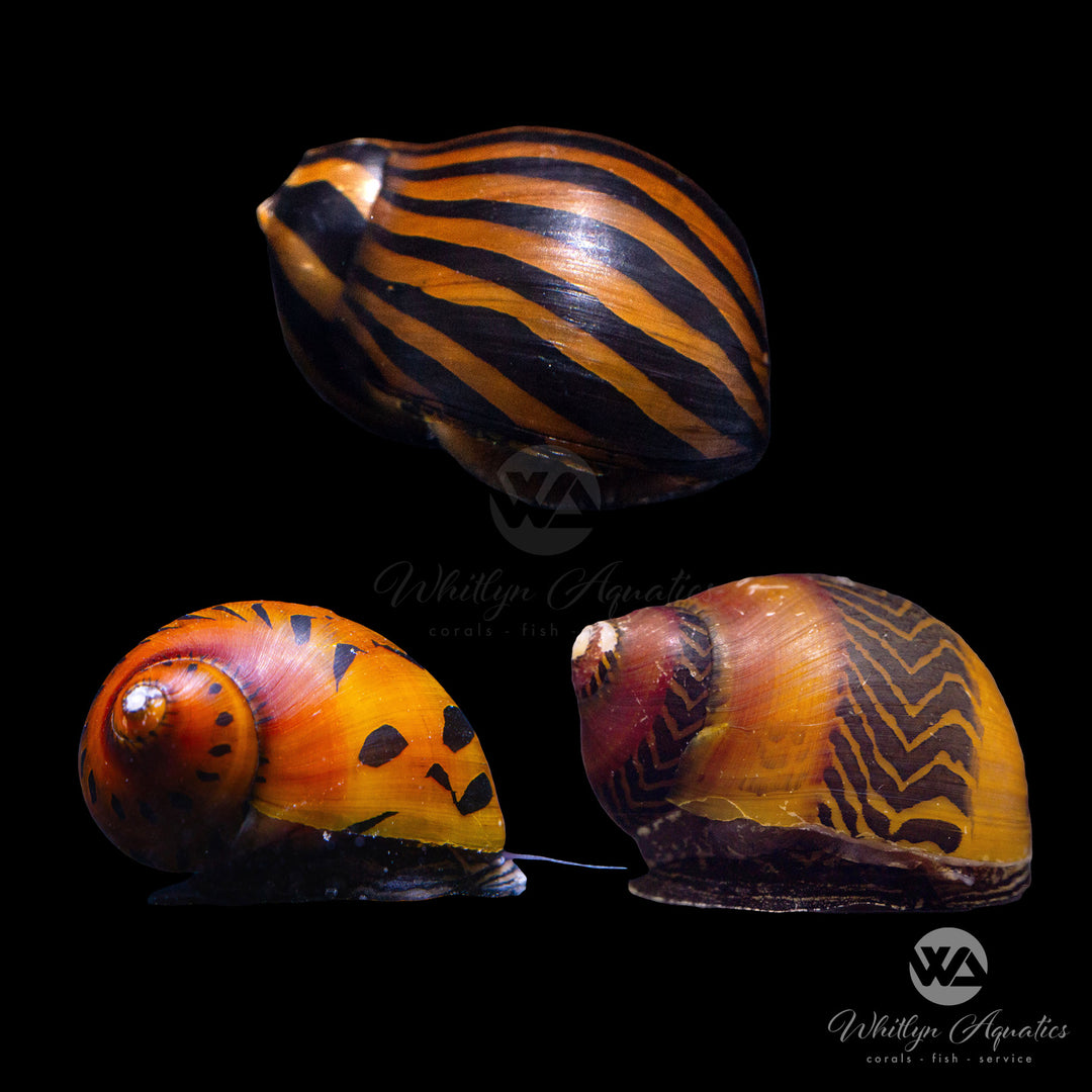 Assorted Nerite Snail - Neritina sp.