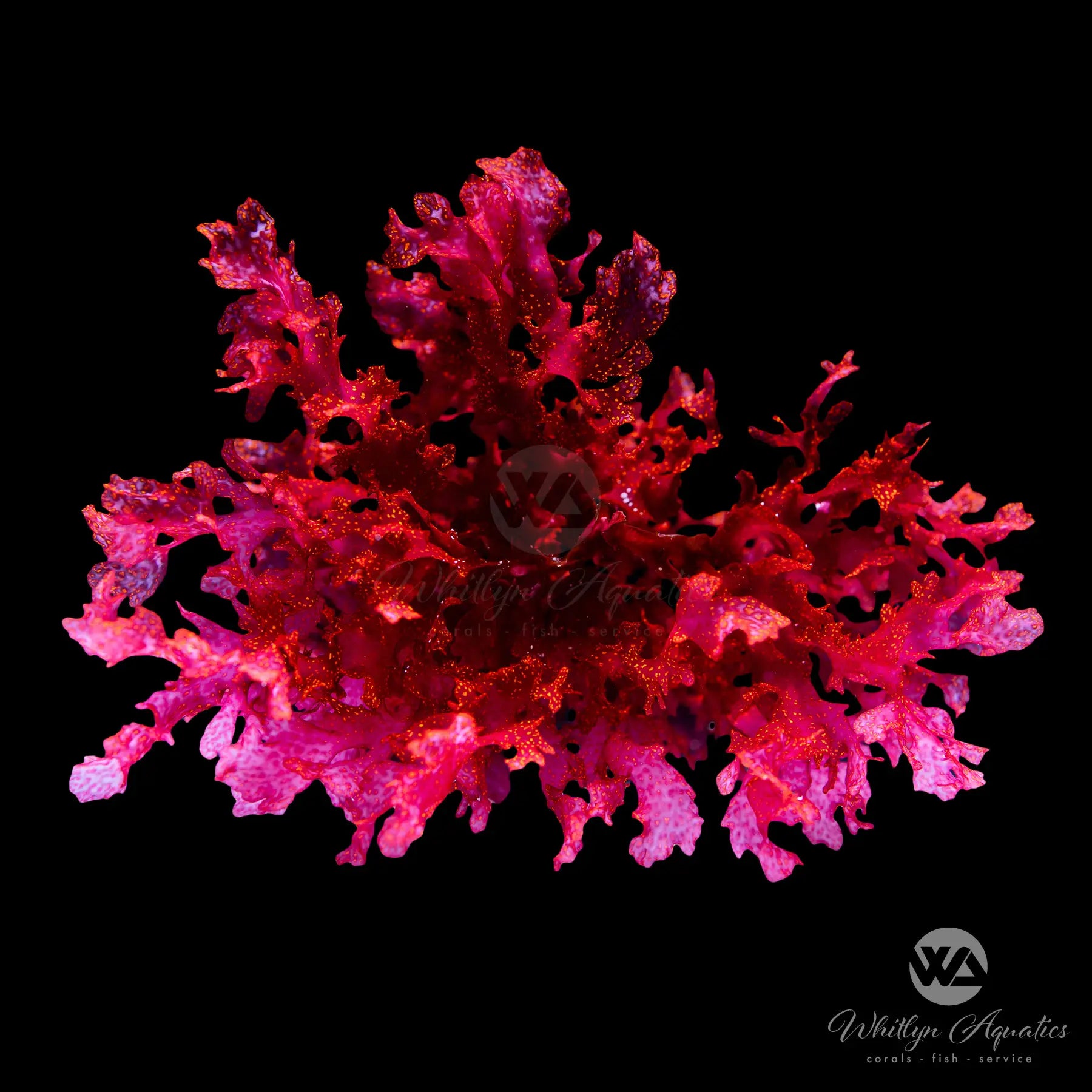 Atomic Broccoli Macroalgae - Augophyllum wysorii – Whitlyn Aquatics