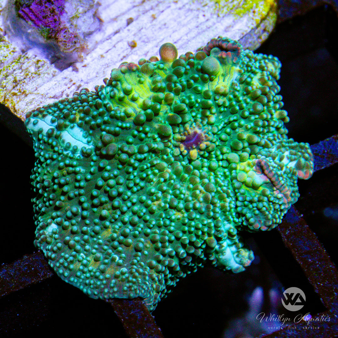 D41 - Watermelon Mushroom - WYSIWYG