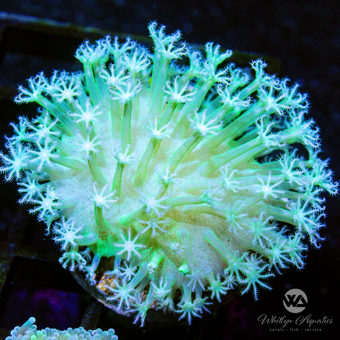 D06 - WA Snow White Toadstool - WYSIWYG