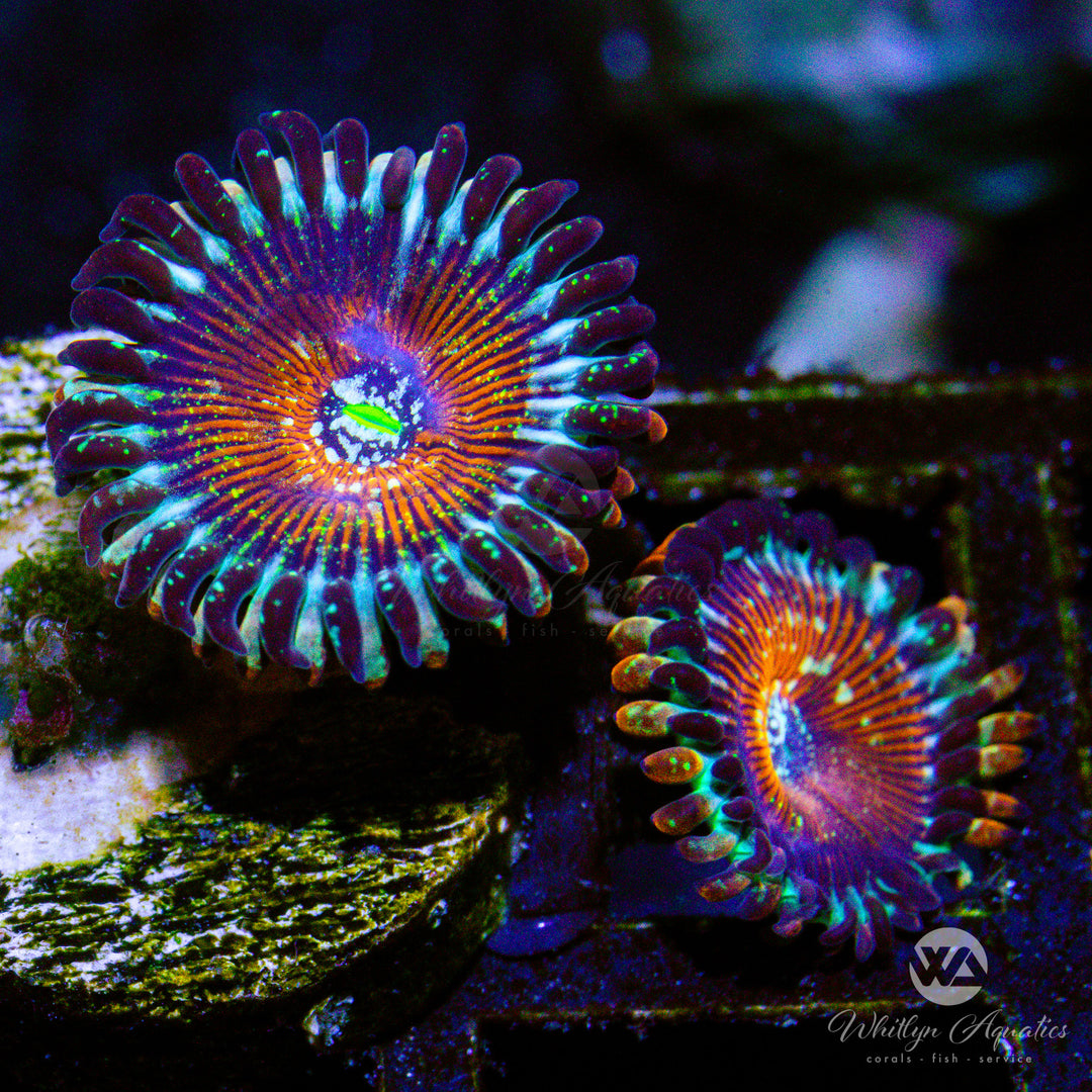 D28 - WA Red Zombie Zoa - WYSIWYG